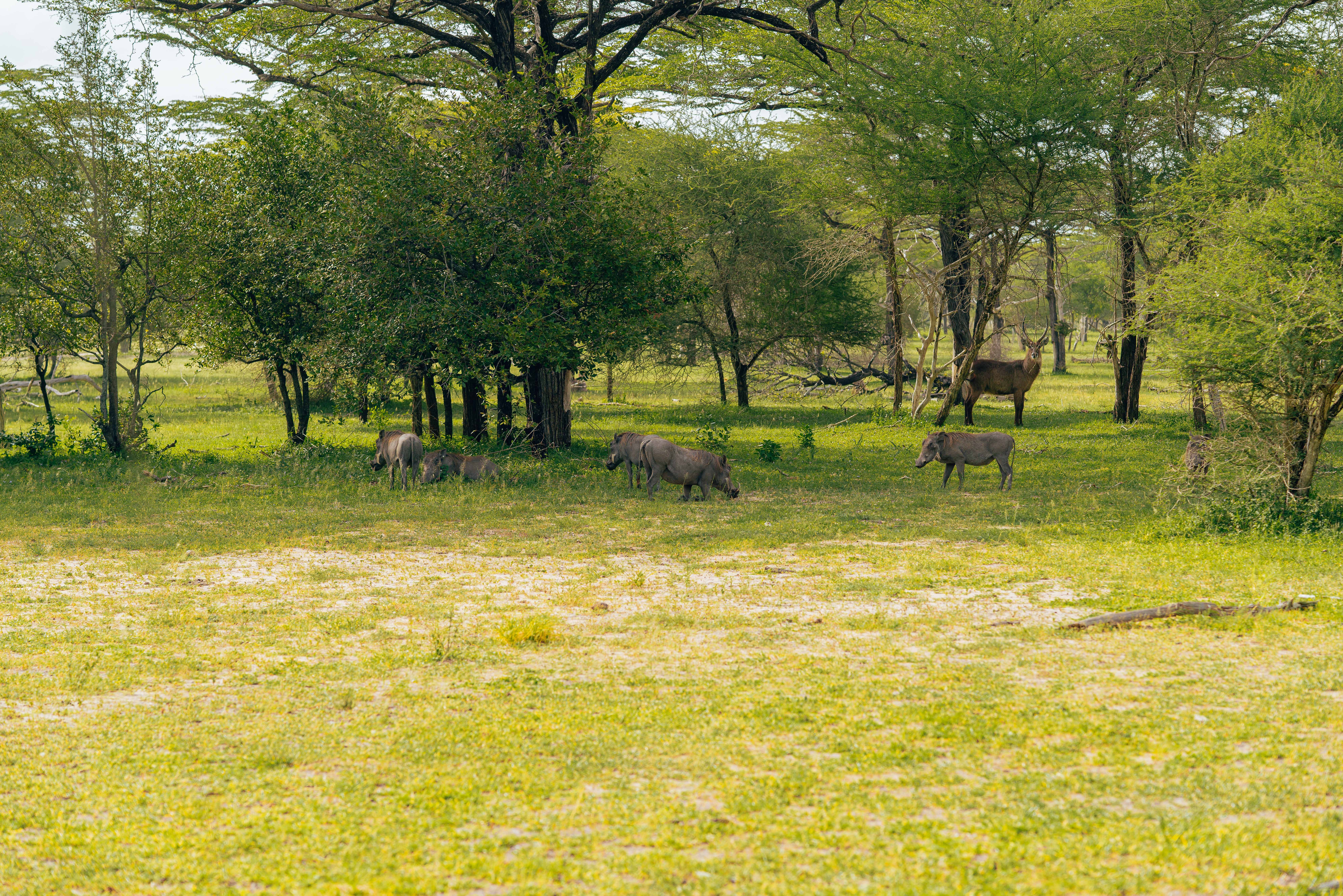 Lions resting in the golden grass of Tarangire National Park